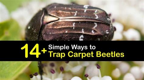 Clever Carpet Beetle Traps That Work Trapping Carpet Beetles