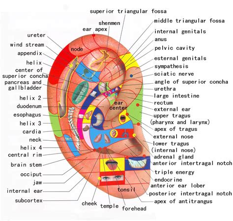 Where Are Reflexology Ear Points And How To Be Used