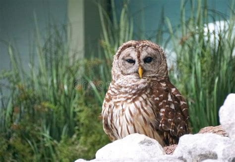 Barred Owl Also Known As Hoot Owl Stock Image Image Of Outdoor Hoot