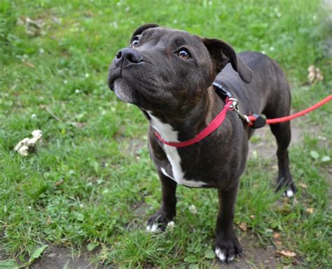 Don't straddle the dog, but get into a position with the bony part of your forearm against its throat and put. Errors
