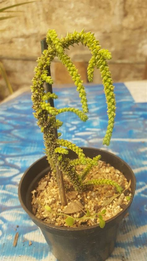 ) is similar to a house cat. Crassula Lycopodiodes var Purpusii | Cactus and succulents ...