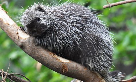 North American Porcupine Smithsonians National Zoo