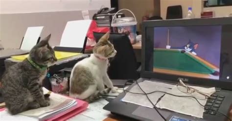 Kittens Watching Tom And Jerry Video Popsugar Uk Pets