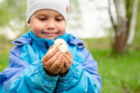 Premium Photo Happy Kid Boy Little Farmer Holds A Baby Chicken In His