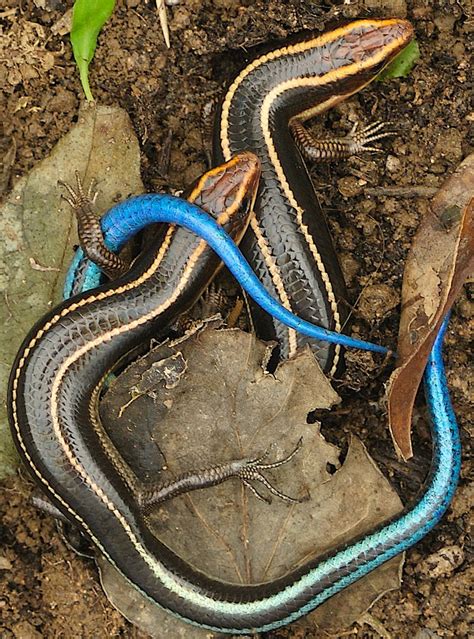Unveiling The Mystery Virginias Blue Tailed Skink Lookalike Reptilecity