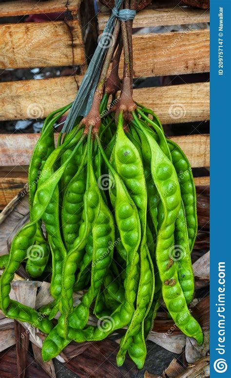 Natural Stingy Food Called Petai In Asia Stock Image Image Of Dish