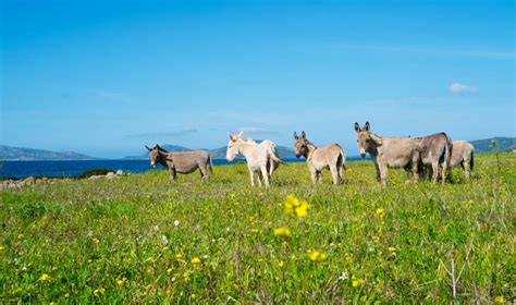 Secure deals and discounts on selected hotels with skyscanner. Parco Nazionale dell'Asinara: un paradiso a cielo aperto ...