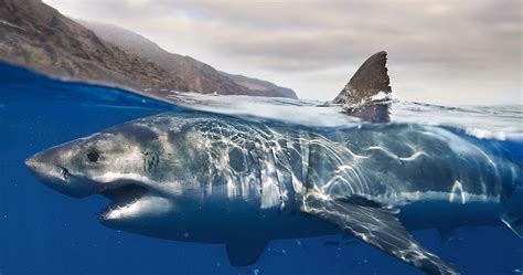 Ultra Hd Shark Wallpapers Top Free Ultra Hd Shark Backgrounds