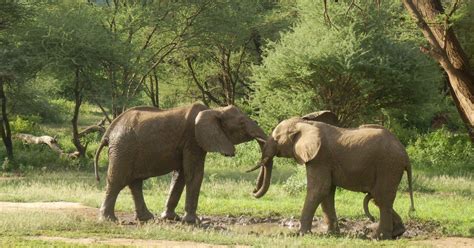 Enjoy The Sight Of The Big Five Animals On Breathtaking Big Five