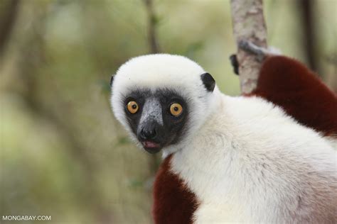 Lemurs Of Madagascar Gone App