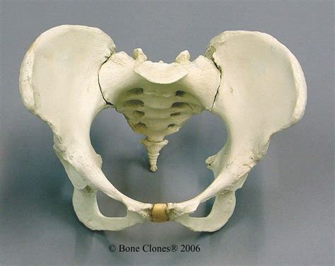 The femur is the largest bone in the body and the only bone of the thigh (femoral) region. Human female pelvis (via Bone Clones) (900×714) | 骨格