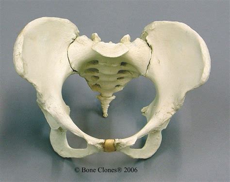 Together, they form the part of the pelvis called the pelvic girdle. Human female pelvis (via Bone Clones) (900×714) | 骨格