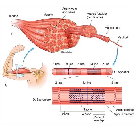 Muscle Structure Carlson Stock Art