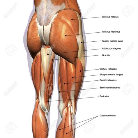 Muscles and ligaments of hip education! Hip Muscles Diagram