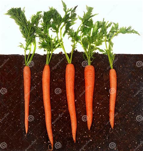 Carrots Growing In Soil Stock Photo Image Of Bundle 13786286