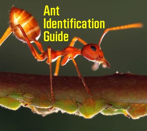 Ant Identification Guide With Photos - Owlcation