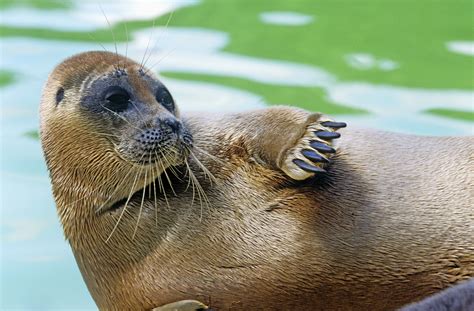 Check spelling or type a new query. Seals | Species | WWF