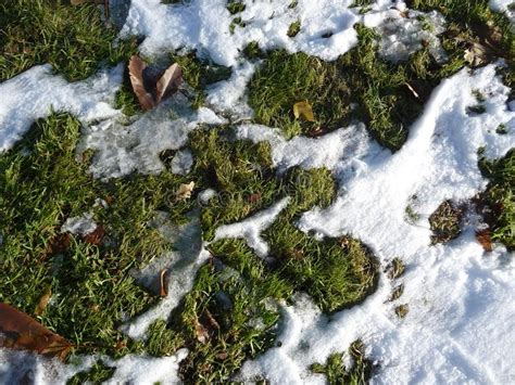 Grass In Melting Snow Stock Image Image Of Ground Melting 19317701
