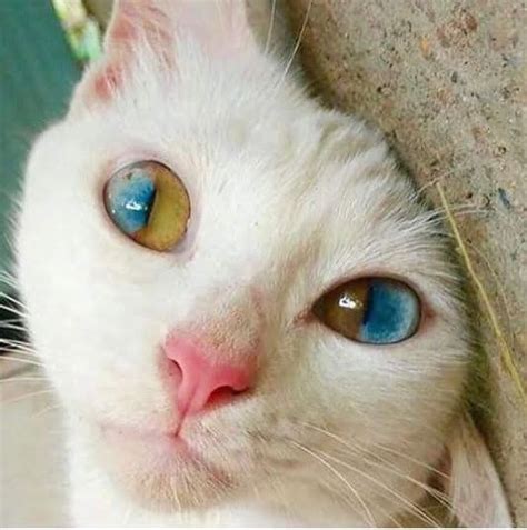 6 Photos Of Beautiful Eyed Cats Part 1