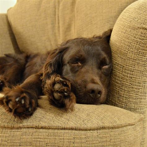 However they are prone to spaniel ear infections and should be dried well the boykin spaniel is a working dog and needs a lot of daily exercise, including a long, brisk daily walk, where the dog is heeling beside or behind you. 4 Things to Know About Boykin Spaniel Puppies | Greenfield ...