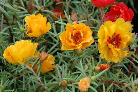 Here are 20 flowers that can withstand all the sun and heat that summer brings. Sundial Yellow Portulaca at GardenWorks - great annual for ...