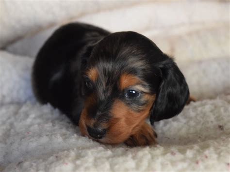 How much is a miniature dachshund. Detailed Answers On How Big Does a Miniature Dachshund Get