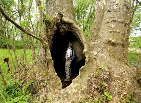 Majestic Giant Sycamore Is Ohios Biggest Recorded Tree Ap News