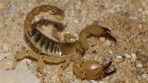 Characteristics Of Four Types Of Scorpions My Animals