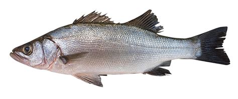 It is currently only sold in japan. 鱸〈スズキ〉｜料理を愛する人のための魚図鑑 | buono