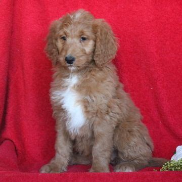 The name is a portmanteau of golden (from golden retriever) and labradoodle. Goldendoodle puppy for sale in GAP, PA. ADN-66444 on ...