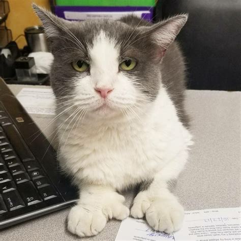 Polydactyl Cat Hemingway Cat Polydactyl Cat Hemingway Cats Cats