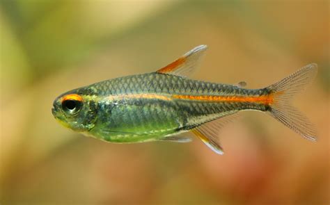 22 Small Aquarium Fish Breeds For Your Freshwater Tank