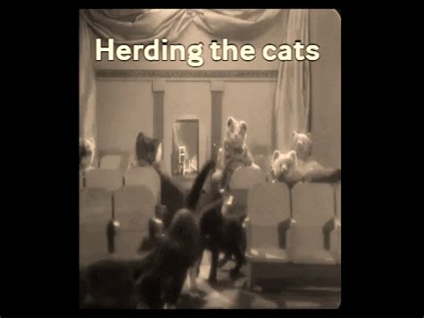 Herding Kittens Gifs Get The Best On Giphy