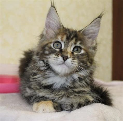 Use the search tool below and browse adoptable maine coons! Maine coon kittens for sale near me - maine coon cats for ...