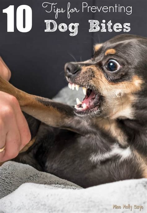 10 Tips For Preventing Dog Bites Miss Molly Says
