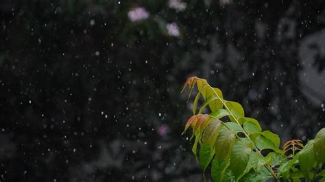 Rain Foliage Raining Free Photo On Pixabay Pixabay