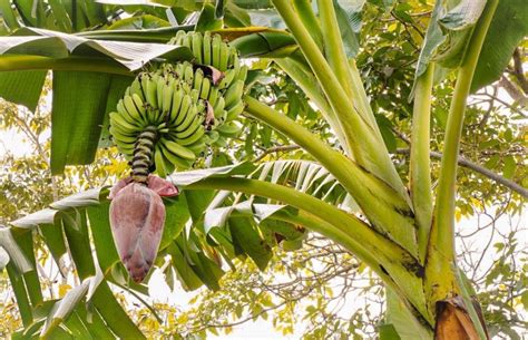 Which Part Of The Banana Plant Is Not Used As Food By Humansa Stemb