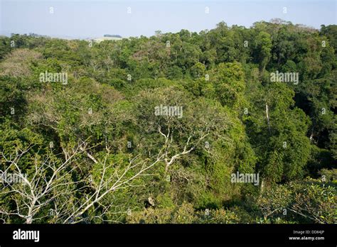 View Over The Canopy From The Dlinza Forest Aerial Boardwalk Eshowe