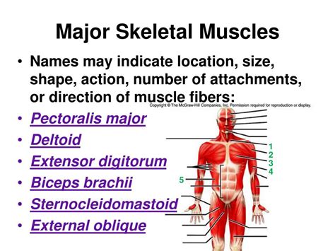 Ppt Muscular System Powerpoint Presentation Free Download Id3071925
