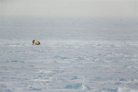 Svalbards Polar Bears And The Effects Of Climate Change In Pictures
