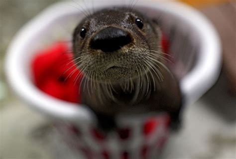 Find gifs with the latest and newest hashtags! Baby Otters