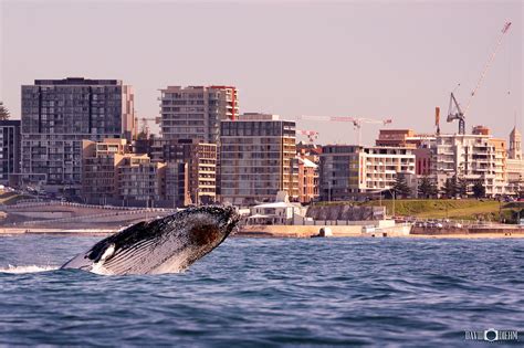 Newcastle Whale Breach David Diehm Photography