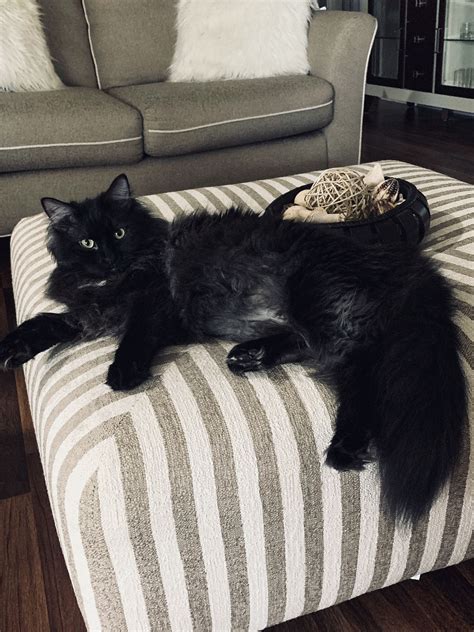 A Large Black Cat Laying On Top Of A Striped Ottoman In Front Of A Couch