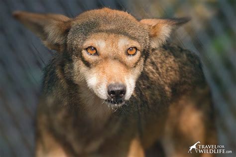Howling With Red Wolves (with video) – Travel For Wildlife