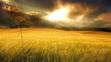 Morning Sunlight Above The Wheat Field ☀️ Wallpaper Backiee
