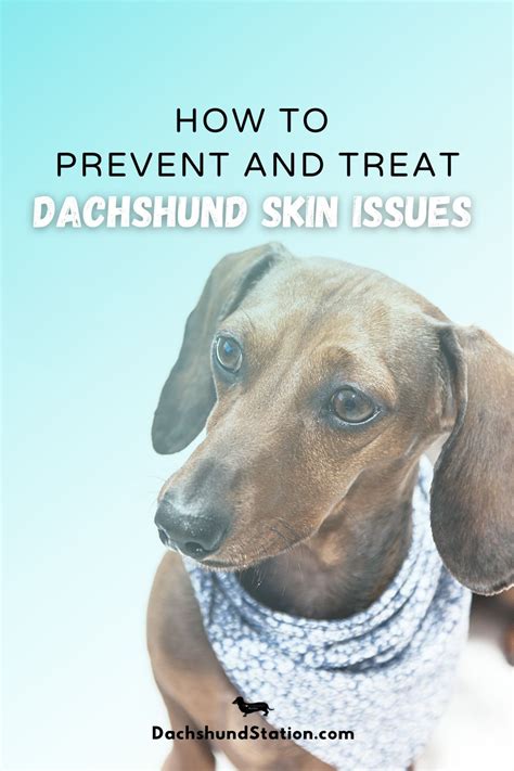 7 Simple Tricks To Prevent Treat Dachshund Skin Issues Dachshund
