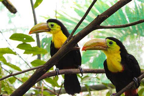 Breeding Program Toucan Rescue Ranch