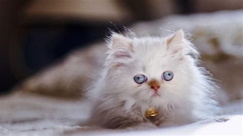 White Kitten With Gray Eyes In Blur Background Kitten Wallpapers Hd
