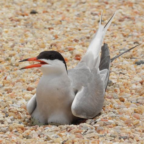 Common Tern — Virginia Society Of Ornithology
