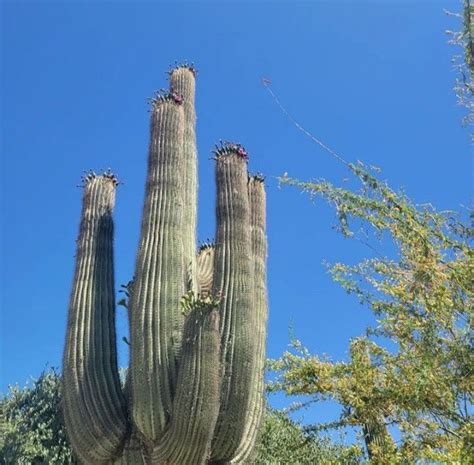 10 Fakta Unik Kaktus Saguaro Tumbuhan Kaktus Terbesar